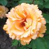 Саженцы Хансештадт Росток флорибунда. Photo 1